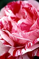 Rosa 'Ferdinand Pichard' - bourbon rose