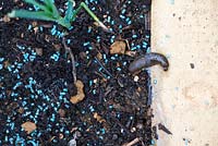 Dead slug on a garden path around slug pellets 