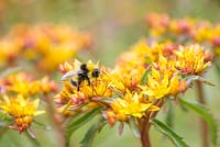 Bombus pratorum and Sedum aizoon 'Euphorbioides' - Bumblebee on Sedum flowers 