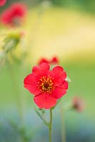 Geum 'Red Wings' - Avens