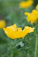 Glaucium flavum - Yellow horned poppy