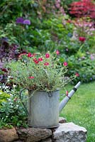 Helianthemum Bunbury - Rock rose growing in an old watering can