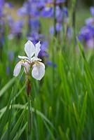 Iris sibirica 'Mrs Rowe' - Beardless Iris 