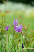 Iris sibirica 'Sparkling Rose' - Siberian flag iris 