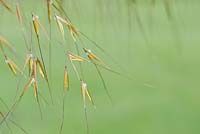 Stipa gigantea - Golden oats, close up of flower panicle in summer 