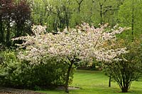 Malus floribunda, crab apple tree with spreading habit in blossom, Robinson College gardens, Cambridge