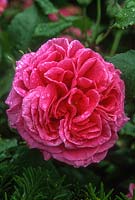 Rosa 'Madame Isaac Pereire', close-up of bright pink bourbon rose flower. David Austin Roses