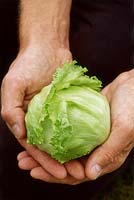 Lettuce, a miniature variety or harvested while small 