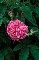 Rosa 'La Ville de Bruxelles', a damask rose variety