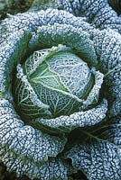 Cabbage 'Wivoy fi' - savoy type. Unwins seeds 