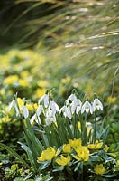 Spring associates, white flowers of galanthus nivalis with yellow eranthis hyemalis and stipa arundinacea. February