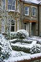 Formal front garden of a Victorian house with buxus edging around clipped standard tree, after snowfall, in Cambridge.