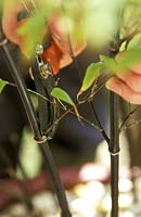 Using secateurs to remove side shoots from Phyllostachys nigra to reveal clean stems 