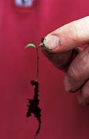Demonstration of the correct way to hold a seedling, in this instance Cosmos, holding by its cotyledon - seed leaf 