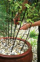 Removing side shoots from Phyllostachys Nigra - Container grown black bamboo, May. 