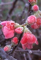 Chaenomeles x superba 'Pink Lady', frosted pink flower, December