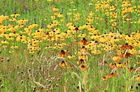 Wild style border with rudbeckia and echinacea in grassland