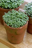 Lepidium sativum - cress growing in terracotta pot on windowsill