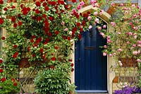 Cottage housefront with Rosa 'Madame Gregoire Staechelin' agm - pink and Rosa 'Etoile de Hollande' - red climbing over blue door, May