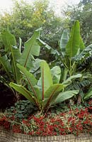 Ensete ventricosum - False Banana and Musa sikkimensis - Banana in raised bed, Cotswold Wildlife Park