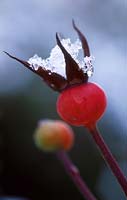 Rosa 'pink perpetue' - rosehip with ice and snow, January