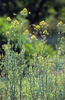 Thalictrum flavum ssp. glaucum - Yellow meadow rue, June
