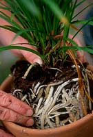 Re-potting an African lily - Agapanthus in a slightly larger pot