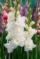 Gladiolus 'Bangladesh'