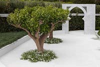 Citrus auranticum trees underplanted with thymus vulgaris. The Beauty of Islam. RHS Chelsea Flower Show, 2015