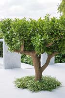 Citrus aurantium underplanted with Thymus vulgaris. The Beauty of Islam. RHS Chelsea Flower Show 2015 