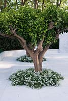 View of citrus nobilis trees, thymus vulgaris planted in white marble area against Olea europaea hedge - The Beauty of Islam, Chelsea Flower Show 2015