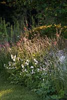 View of flowerbed with Geranium phaeum 'Album' and ornamental grasses Briza media, Deschampsia flexuosa, Deschampsia caespitosa. The Cloudy Bay and Bord na Mona garden, Chelsea Flower Show 2015