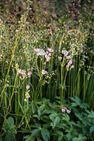 Astrantia 'Superstar' syn 'White Giant', ornamental grass Briza media. The Cloudy Bay and Bord na Mona garden, Chelsea Flower Show 2015