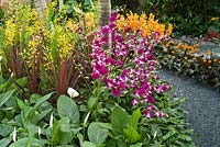 Dendrobium Ong-angaiboon and Dendrobium 'Miss Singapore' - Orchid - with Cordyline fruticosa and Spathyphyllum in The Hidden Beauty of Kranji by Esmond Landscape and Uniseal. RHS Chelsea Flower Show, 2015
