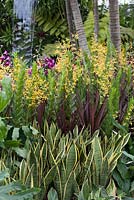 Tropical border planting of Dendrobium 'Ong-angaiboon' and D. 'Miss Singapore', Cordyline fruticosa, Sanseveria trifasciata, Spathiphyllum wallisii. The hidden beauty of Kranji.  RHS Chelsea Flower Show, 2015