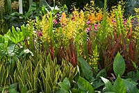 Yellow Dendrobium Ong-angaiboon - Orchid - with Cordyline fruticosa and other tender foliage plants in The Hidden Beauty of Kranji by Esmond Landscape and Uniseal. RHS Chelsea Flower Show, 2015