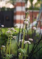 valeriana officinalis - The Living Legacy Garden. RHS Chelsea Flower Show 2015