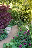Acer palmatum beside aggregate path with simple seat and Alchemilla mollis and Rosa Chianti with Digitalis albiflora. The M and G Garden  - The Retreat. RHS Chelsea Flower Show, 2015
