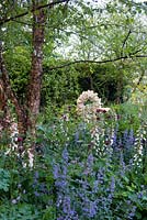 The M and G Garden - The Retreat. Birch tree - Betula nigra beside cottage-style border with foxgloves - Digitalis 'Sutton's Apricot' and Nepeta 'Walkers Low' Stone sculpture in background.