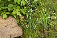 The Laurent-Perrier Chatsworth Garden. Irises growing next to rock.