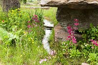 The Laurent-Perrier Chatsworth Garden. Stream meandering though a rock garden with Primula candelanra 'Japonica' and Ragged Robin Lychnis flos-cuculi growing amongst the grass by the water. 