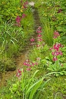 Stream flowing through naturalistic style planting with Primula pulverulenta. The Laurent-Perrier Chatsworth Garden. RHS Chelsea Flower Show, 2015
