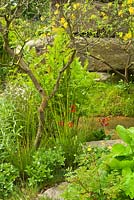 Laurent-Perrier Chatsworth Garden. Naturalistic style planting