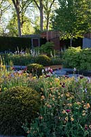 The Homebase Garden - Urban Retreat. View of flowerbed with Geum 'Totally Tangerine', Iris sibirica, Cirsium rivulare 'Atropupureum' and Taxus Baccata. 