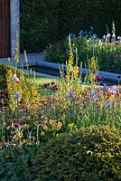 View of flowerbed with Verbascum 'Clementine', Iris sibirica, Geum 'Totally Tangerine', Cirsium rivulare 'Atropupureum' and Taxus Baccata. The Homebase Garden - Urban Retreat.  Chelsea Flower Show 2015