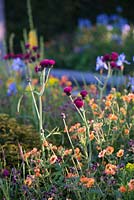 Geum 'Totally Tangerine' and  Cirsium rivulare 'Atropupureum'. The Homebase Garden - Urban Retreat.  RHS Chelsea Flower Show 2015