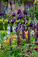 The Morgan Stanley Healthy Cities Garden Verbsacum, Lupinus Masterpiece, Iris, Camassia, Cirsium rivulare. Cottage garden planting 