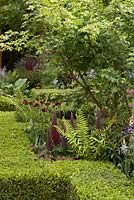 The Morgan Stanley Healthy Cities Garden.  Acer campestre, Lupinus 'Masterpiece', Cercium rivulare atropurpureum, ferns and box edging. 
