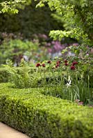The Morgan Stanley Healthy Cities Garden.  Acer campestre, Cercium rivulare atropurpureum, fern and box edging. 