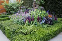 Morgan Stanley Healthy Cities garden. Buxus sempervirens clipped hedge with fern growing through, mixed herbaceous border, planting of Lupinus 'Masterpiece', Geum 'Princess Juliana', Verbascum 'Merlin', Camassia and Geranium against yew hedge 